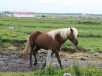 Æskulýðsnefnd-Heimsókn Dana frá Fjóni 2014