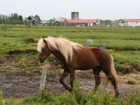 Æskulýðsnefnd-Heimsókn Dana frá Fjóni 2014