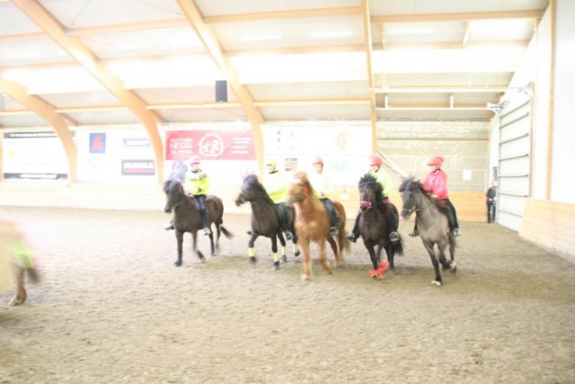 Hestafjör 2015