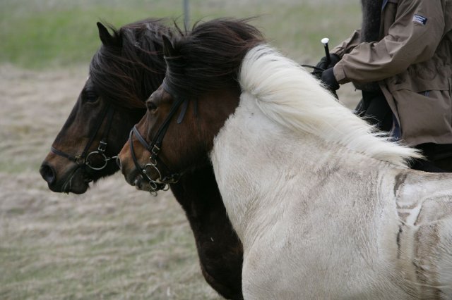 Baðtúr 2008