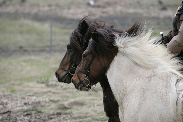 Baðtúr 2008