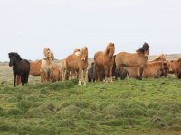 Baðtúr 2008