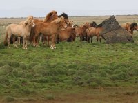 Baðtúr 2008