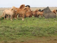 Baðtúr 2008