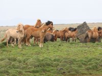 Baðtúr 2008