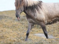 Baðtúr 2008