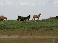 Baðtúr 2008