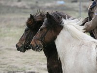 Baðtúr 2008