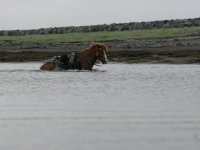 Baðtúr 2008